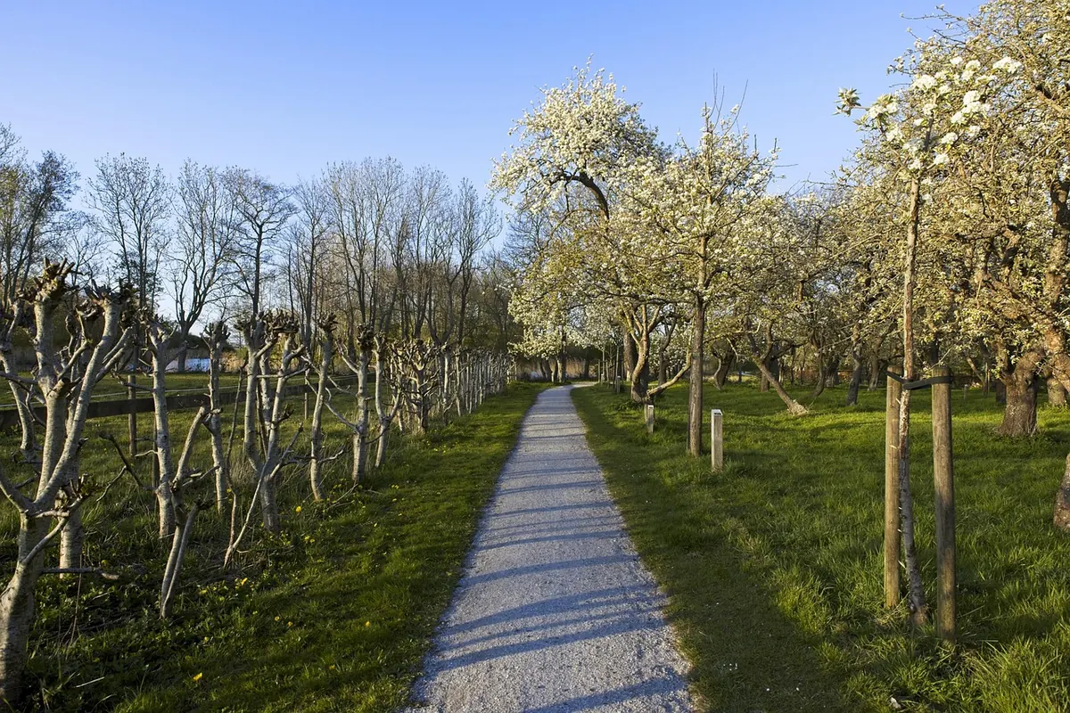 Apple vs Pear Trees: Which Is Better for a Small UK Orchard?