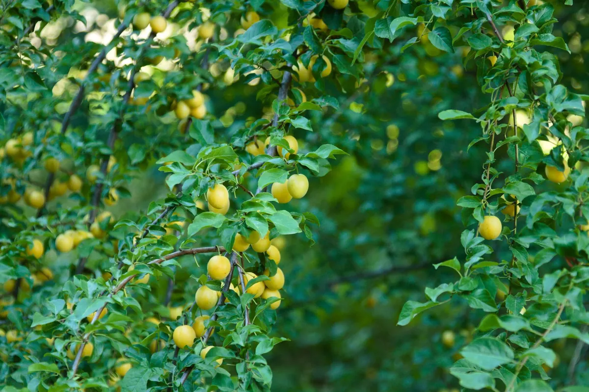 Beginner's Guide to Choosing Your First Fruit Tree for a UK Garden