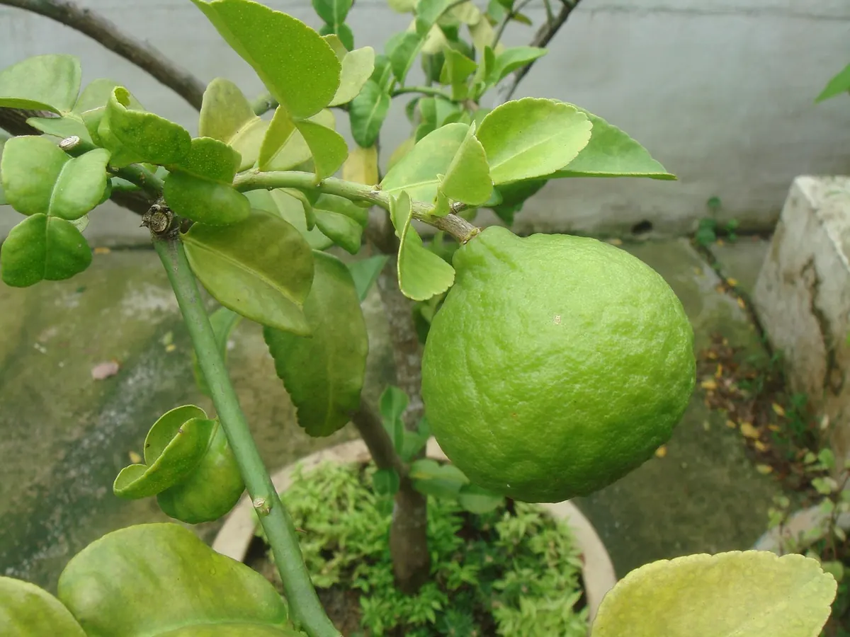 Growing Fruit Trees in Pots: A UK Patio Guide