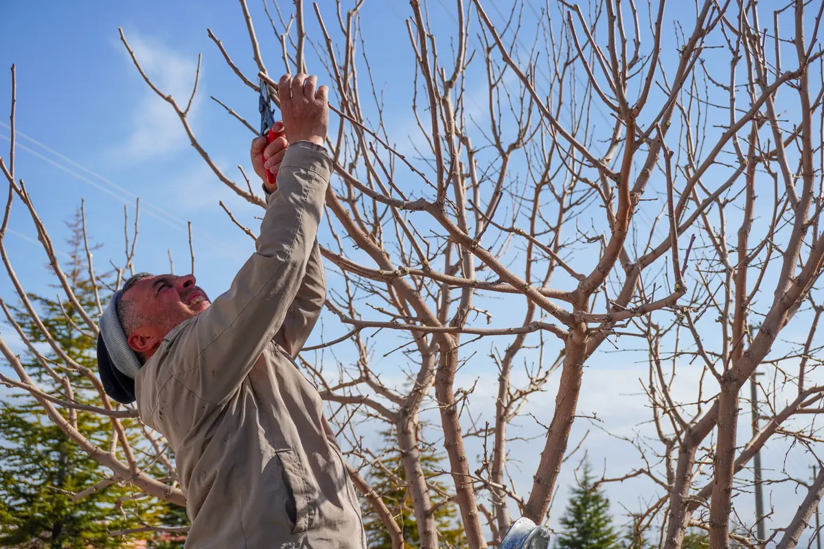 Seven Common Apple Pruning Mistakes and How to Avoid Them