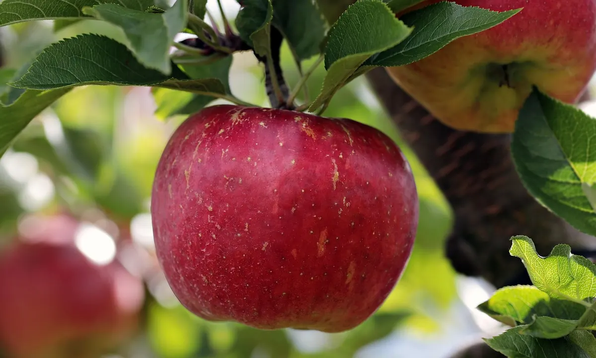 Storing Apples and Pears for Winter: A UK Guide to Longer Freshness